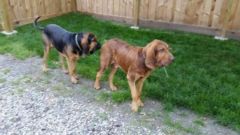 Jax and Flash meeting each other again after 11 months! 5/12/17
