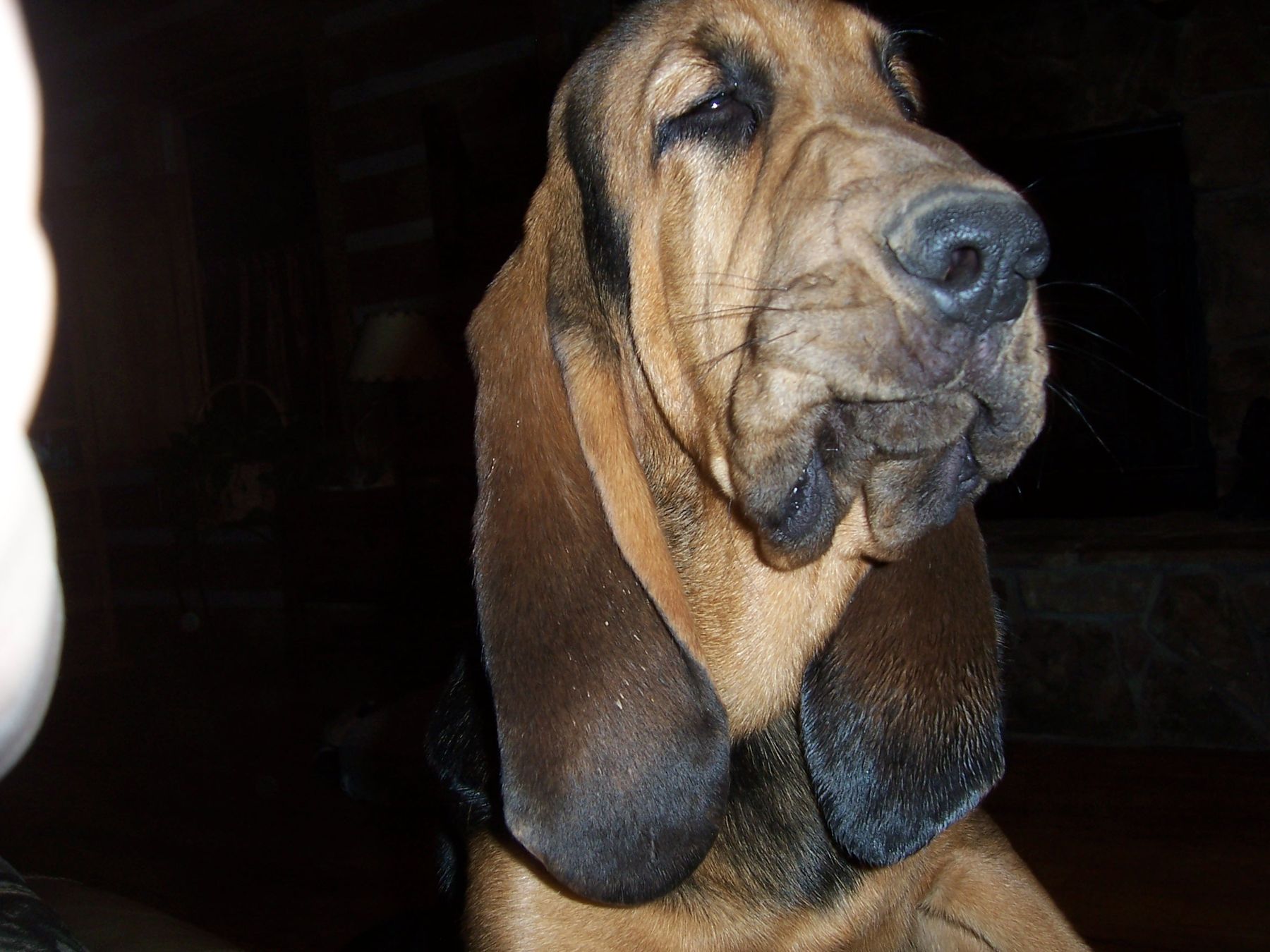 Cyclone store ridge bloodhounds