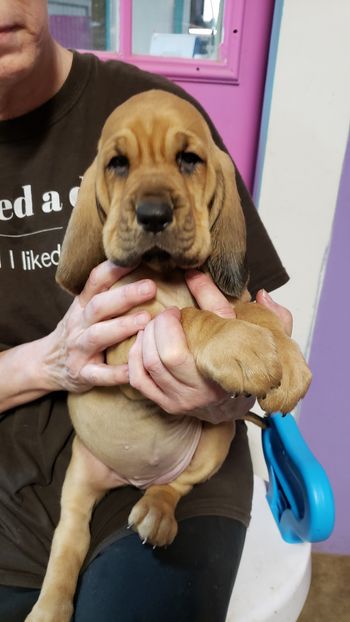 Flowers Ribbon Female 6 weeks 10/24/20
