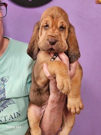 Brown w/tan paws female 5 weeks 2/14/24
