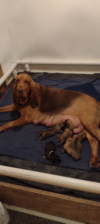 8/11/22 Momma and babies
