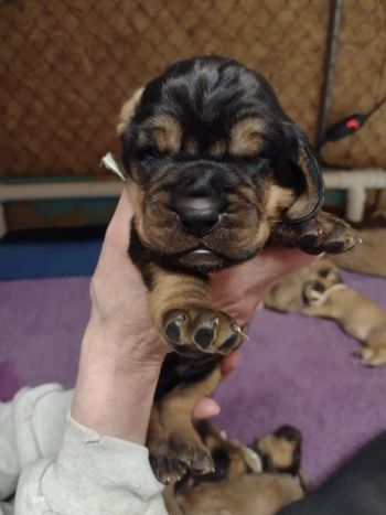 Green herringbone male 2 weeks 2/18/22
