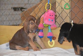Pink Ribbon and Yellow Ribbon Females 6 weeks old 7/16/16
