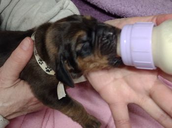 White w/black paws ribbon Male 1 week 02/11/22
