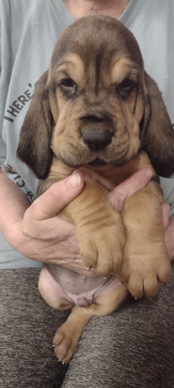 Red/white stripe male 5 weeks 10/4/21
