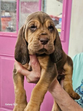 Black herringbone ribbon female 5 weeks 02/14/24
