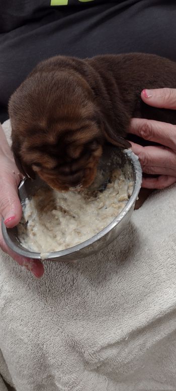 gruel at 2 weeks
