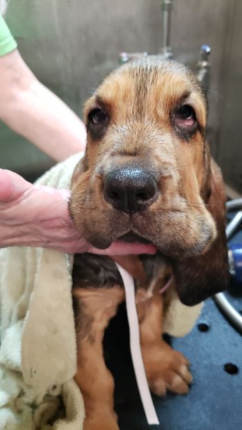 Red and white stripe ribbon male 1st bath 8 weeks 11/5/20
