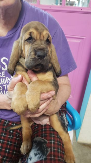 Orange Ribbon female 5 weeks 11/2/20
