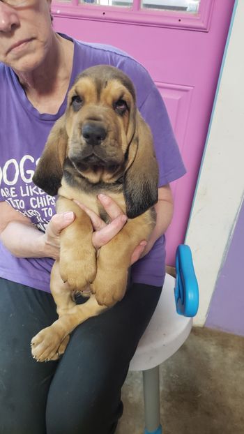 Red and white stripe male 7 weeks 10/31/20
