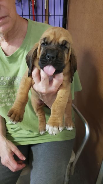 Black Paw Female 4 weeks 9/9/20
