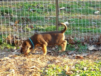 Blue ribbon outside before her bath! 122/1/15
