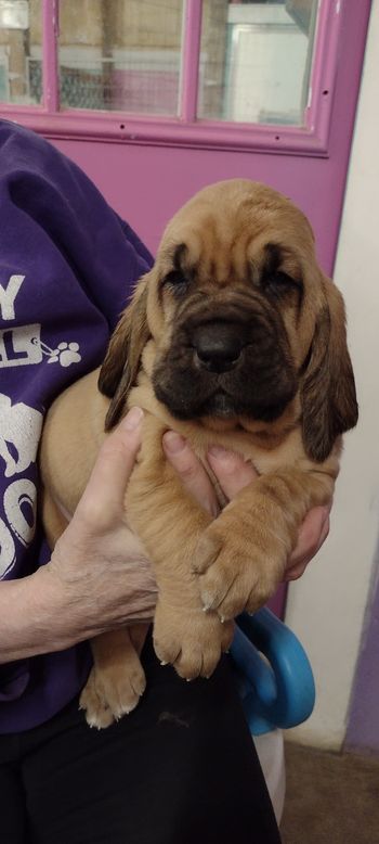 red herringbone female 4 weeks 02/18/23
