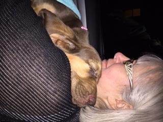 blue ribbon girl on the way home from the airport with his new owner, so worn out! 12/11/15
