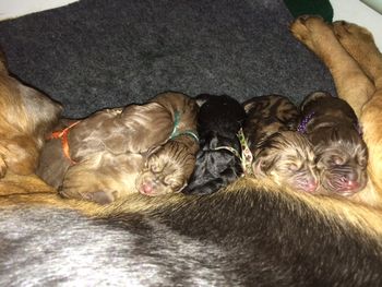 Another view of all 7 resting with mom      10/12/15
