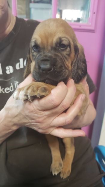 Green Ribbon Male 4 weeks 12/13/20
