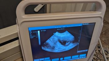 Ultrasound 6/15 (puppies due around 7/12)
