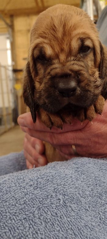 blue male 4 weeks 061722

