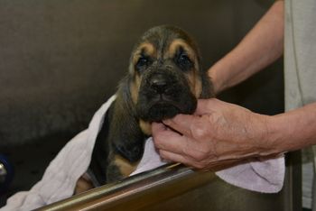 white with green flowers male first bath 6/30/17
