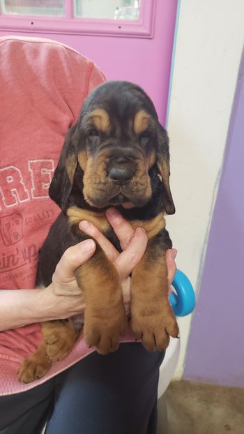 Red/white stripe male 5 weeks 12/20/20
