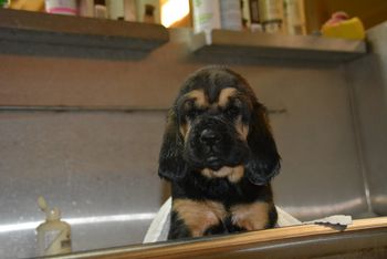 lime ribbon female first bath 6/30/17
