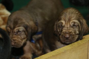 Males 6/19/17
