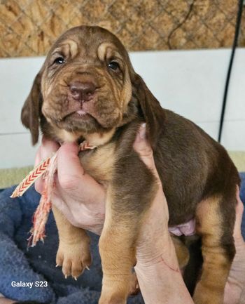 Red herringbone female 3 weeks
