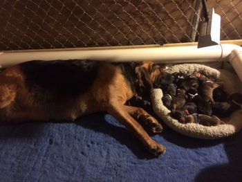 Madison keeping an eye on the babies while they are enjoying a " PuppyWarmer" lamp hanging above them. 5/23/17
