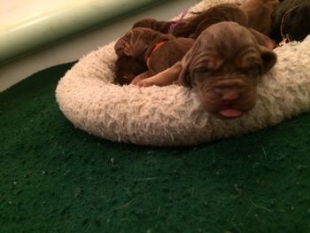 Wonder what she is dreaming? 10/14/15
