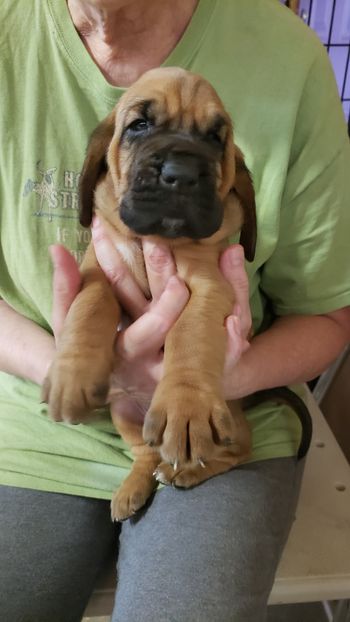 Orange Dot Male 4 weeks 9/9/20
