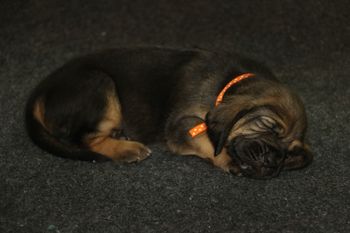 Orange Ribbon female 6/19/17
