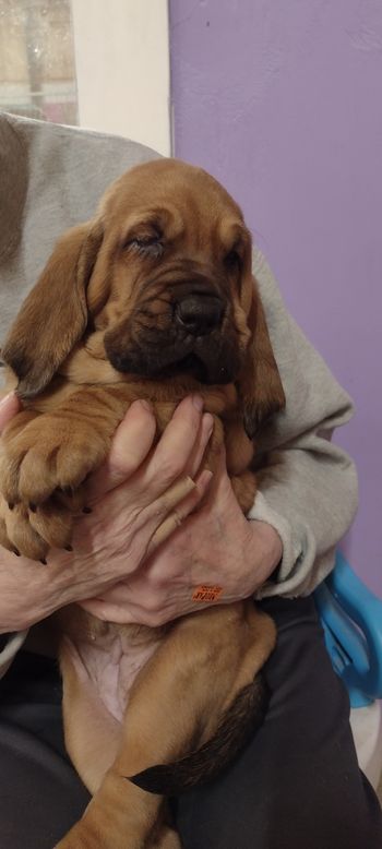 Red ribbon female 5 weeks 12/22/21
