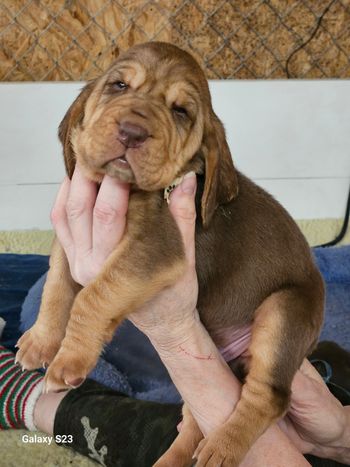 White w/black paws male 3 weeks
