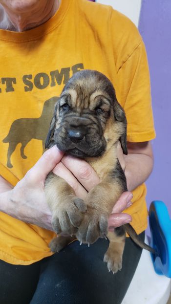 Female 3 weeks 10/19/20
