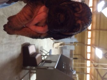 Flower ribbon female 3 weeks just after being washed off from playing in her food! 11/1/15

