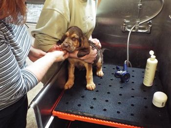 Blue ribbon female having her first real bath! 12/1/15
