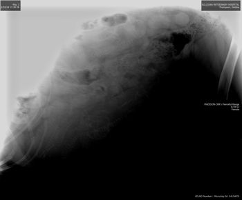 X-ray showing what we thought were 8 to 9 babies - taken the week prior to delivery
