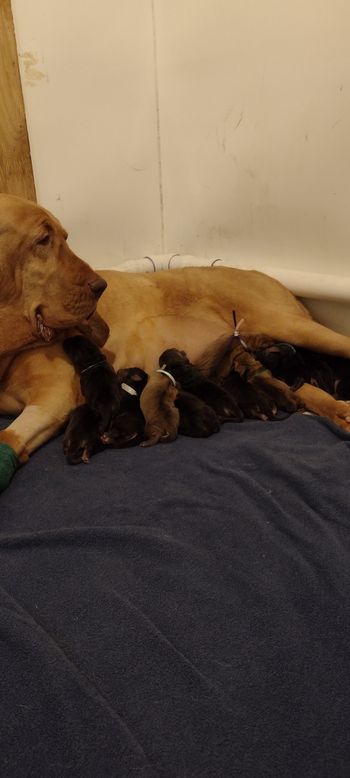 5/20/22 mom and babies after C Section
