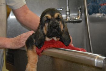 green dot female first bath 6/30/17
