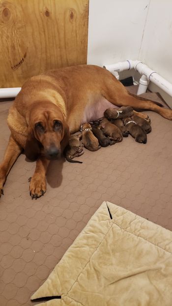 8/11/20 Momma and babies after coming home and getting weighed/identified
