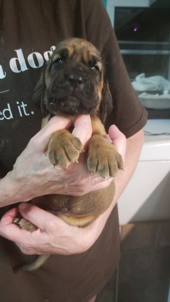 Black paw female 3 weeks 9/1/20
