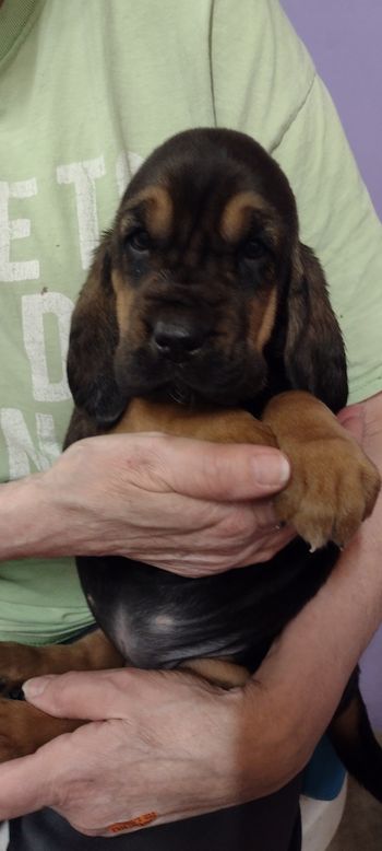 Black w/orange dot female 6 weeks 031622
