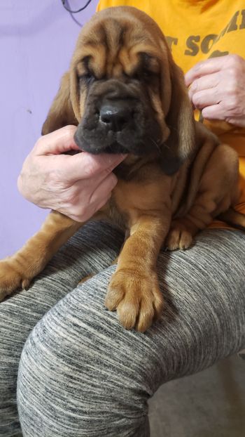 Black Ribbon Male 5 weeks  9/15/20
