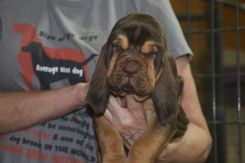 Red Ribbon Female - AVAILABLE - 5 weeks when picture taken - 8/5/18
