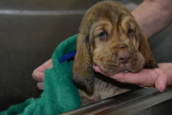 blue ribbon male first bath 6/30/17
