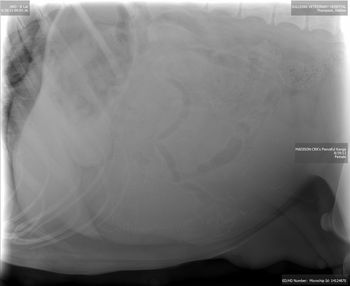 9/29/15 - x-ray reflecting at least 8, maybe 9 babies!
