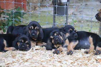 6 weeks old  7/16/16
