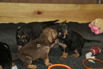 Playtime!  6/19/17
