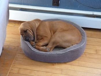 Silly Cat, Rue - sleeping in the cat's bed! 4/10/12
