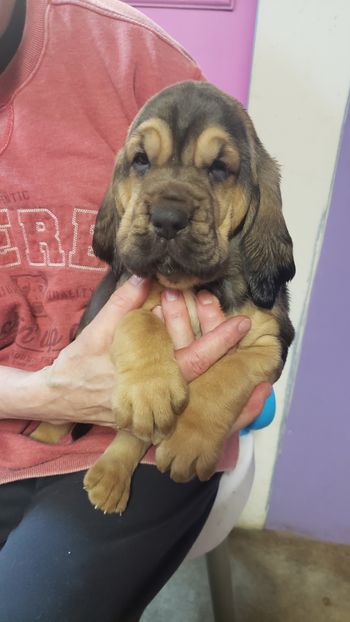 Coffee ribbon female 5 weeks 12/20/20
